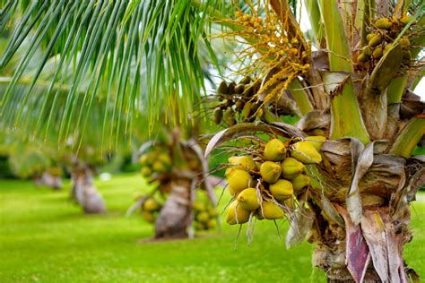 Cuidados De La Palma De Coco Huerto En Casa