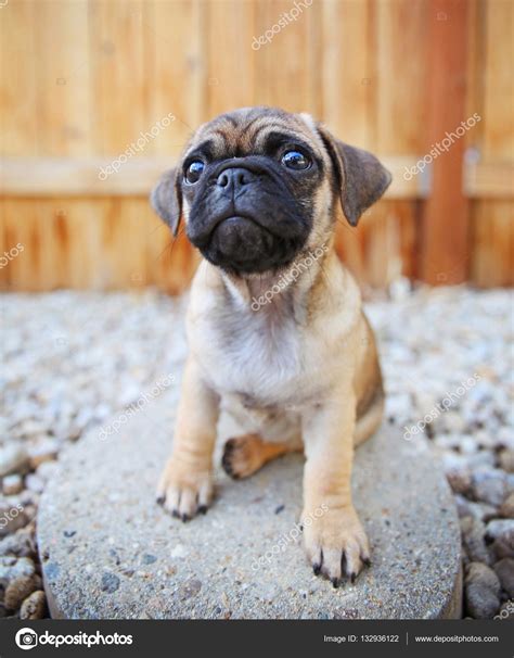 Cutest pug mixes | A cute chihuahua pug mix puppy — Stock Photo © graphicphoto #132936122