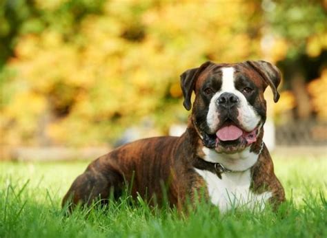 Boxer Facts: These are 10 fun dog facts you need to know about the ...