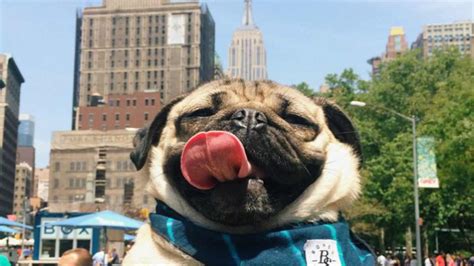 Pets with Problems? The Real Net Worth Success Stories Behind the Chaos - Veja Store Site