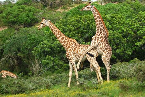 Jirafas Apareamiento Fotograf A De Stock Ankevanwyk