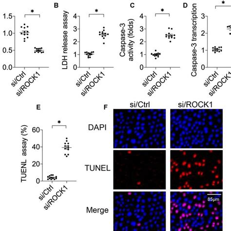 Rock Regulates A Cell Viability A Mtt Assay For A Cells A