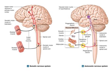 W12 Autonomic Nervous System Flashcards Quizlet