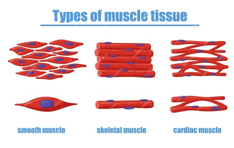 Types Of Muscle Tissue