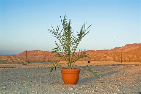 Dates Like Jesus Ate Scientists Revive Ancient Trees From Year