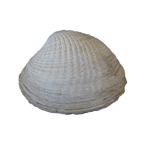 Fossil Clam Chione elevata