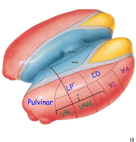 Thalamus Cortex Flashcards Quizlet