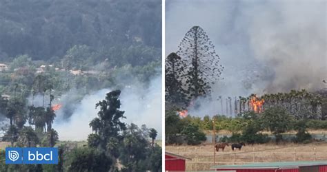 Incendio Forestal Consume Al Menos Una Hect Rea De Vegetaci N En Olmu