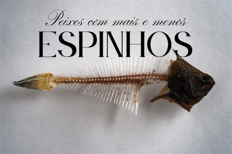 Quais peixes têm mais e menos espinhos? - Pescaria S/A