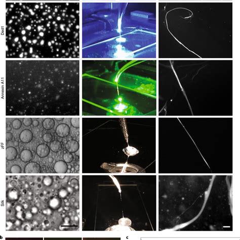 Structural changes in FUS droplets following application of mechanical ...