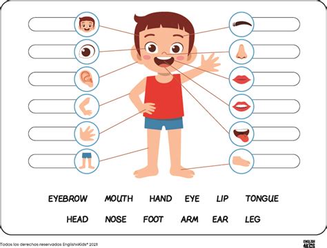 Ejercicio Interactivo De Partes Del Cuerpo En Ingles En Partes Del