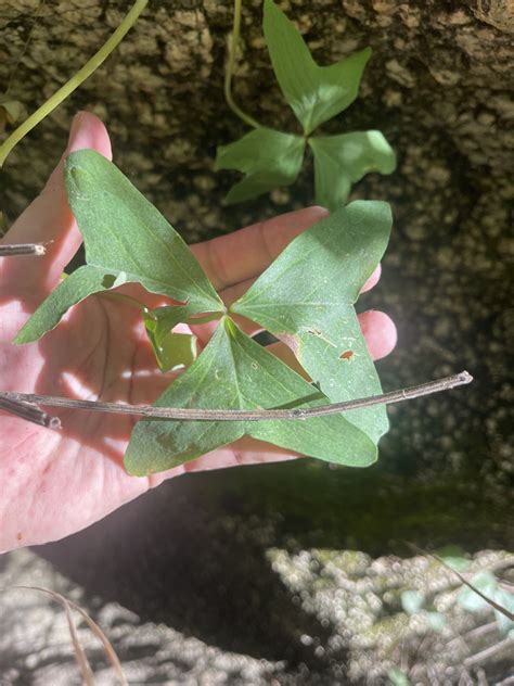 Drummond s woodsorrel from La Paz B C S México on October 14 2023