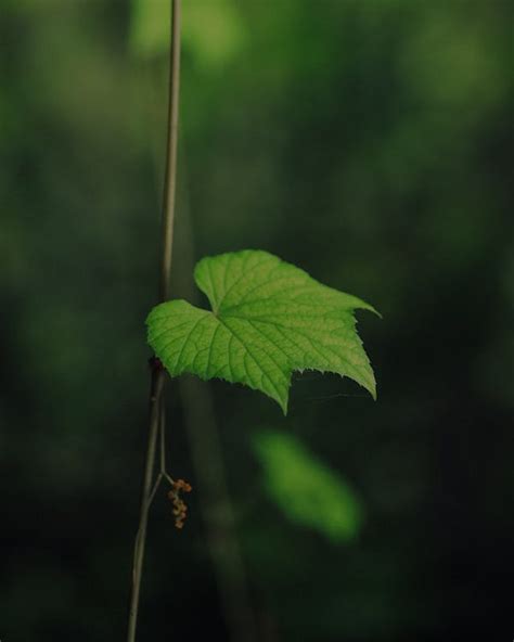 Green Leaf in Close Up Photography · Free Stock Photo