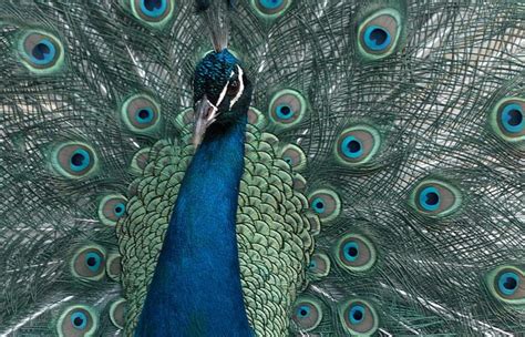 Premium Photo Portrait Of Beautiful Peacock With Feathers Out