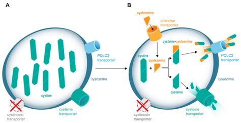 Cysteamine Depletes Lysosomal Cystine Accumulation In Cystinosis A