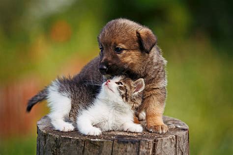 Dog Kissing Cat Stock Photos, Pictures & Royalty-Free Images - iStock