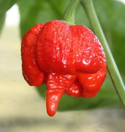 Comprar Sementes De Pimenta Trinidad Scorpion Pimenta Nuclear