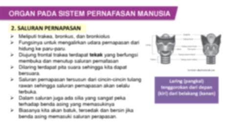 Solution Sistem Pernapasan Manusia Studypool