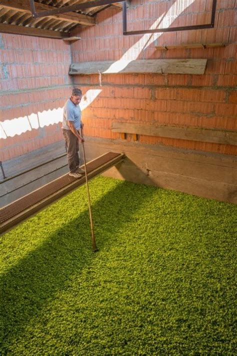 France Houblon Le Houblon français