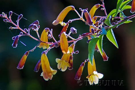 Ipernity The Wonga Wonga Is Flowering By Tiabunna