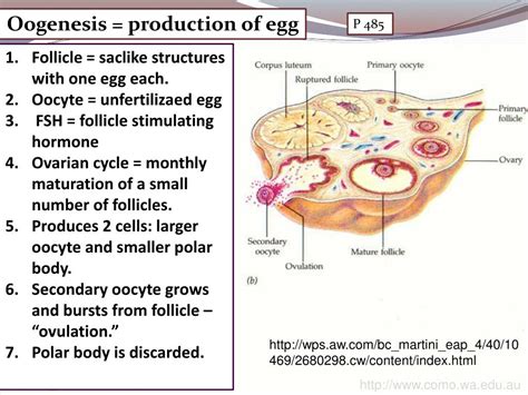 Ppt Chapter 16 Reproductive System Powerpoint Presentation Free