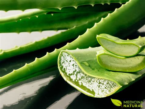 Aloe Vera Saiba Para Que Serve A Planta Medicina Natural