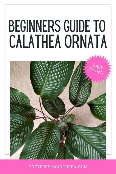 The Beginner S Guide To Calathea Ornata