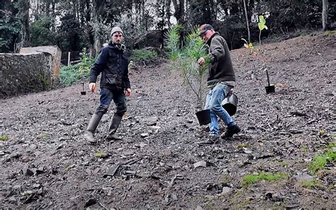 Autumn Planting At Caerhays Caerhays Estate