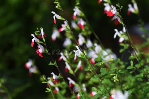 Hot Lips Sage Salvia Microphylla Stock Photo Image Of Landscape Fresh