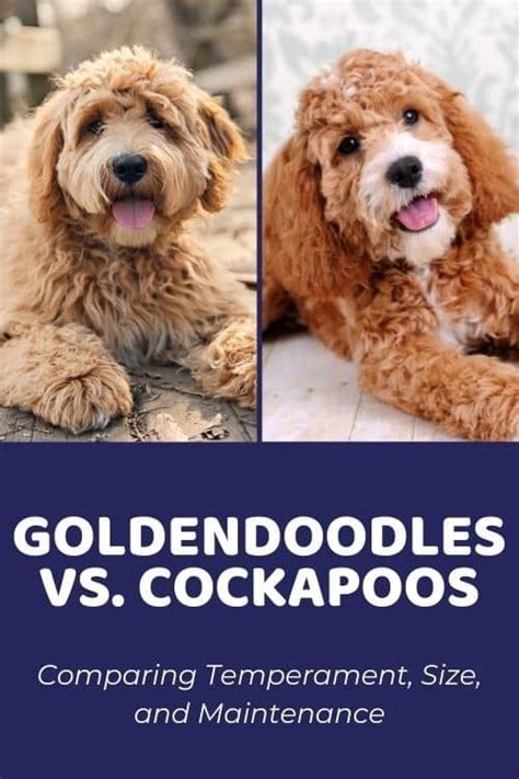 Goldendoodle vs Cockapoo: Comparing Temperament, Size & Maintenance - Doodle Doods ...