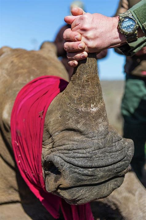 White Rhino Conservation Operation Photograph by Peter Chadwick