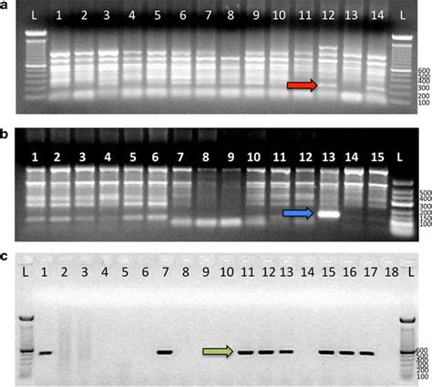 Performance Of The S Rrna Nested Pcr And Cox Iii Single Direct Pcr On