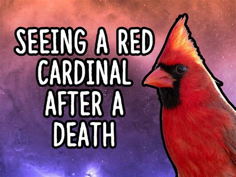 Red Cardinal Meaning Artofit