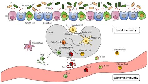 Antibiotics Free Full Text The Influence Of The Gut Microbiome In