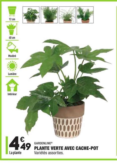 Promo Plante Verte Avec Cache Pot Gardenline Chez Aldi Icatalogue Fr