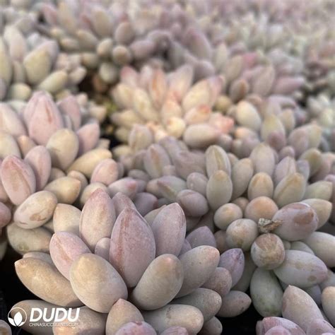 Pachyphytum Pink Lover Clustering China Wholesale Succulent Plants