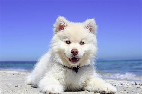 Royalty Free Photo White Siberian Husky Prone Lying Near Seashore At