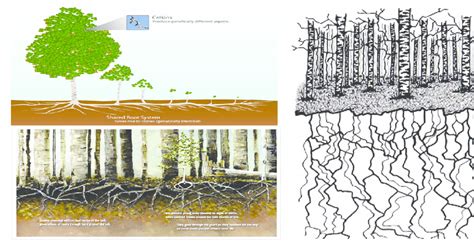 Visual Depiction Of Pando Aspen Tree Interconnected Root System