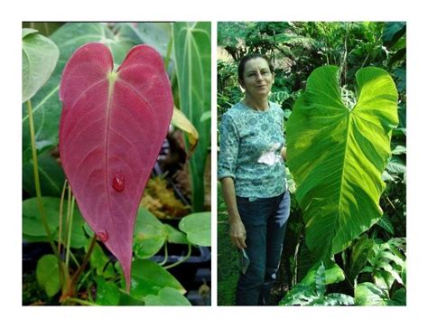 Anthurium Purple Velvet X Marmoratum