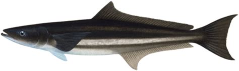 Cobia Western Australian Recreational Fishing Rules