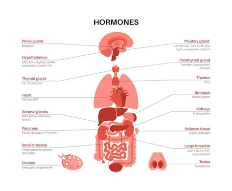 Premium Vector | Hormones in human body