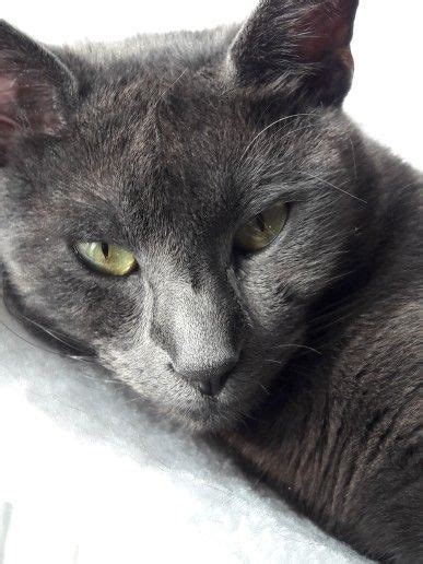 A Gray Cat Laying On Top Of A White Blanket