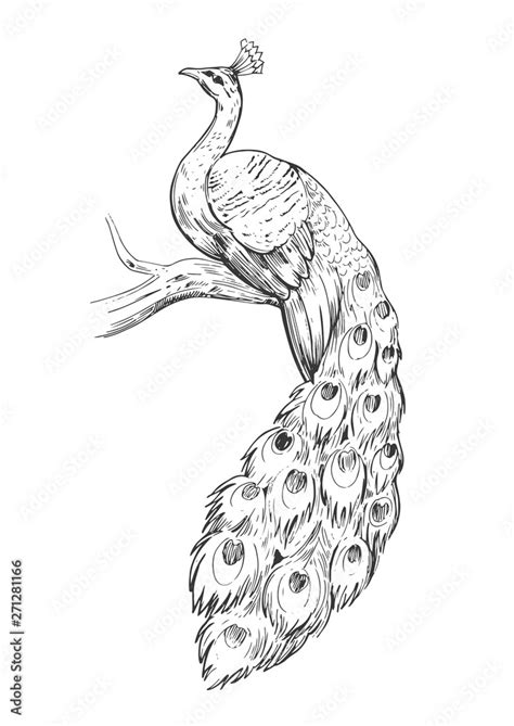 Sketch Of Peacock Hand Drawn Illustration Converted To Vector Stock Vector Adobe Stock