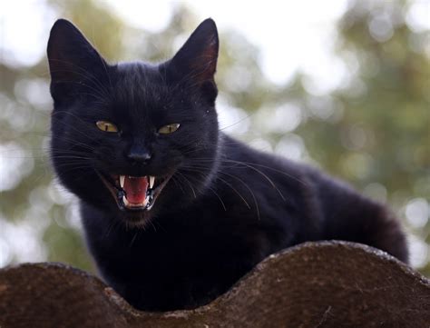 4K, Cats, Canine tooth fangs, Black, Glance, HD Wallpaper | Rare Gallery