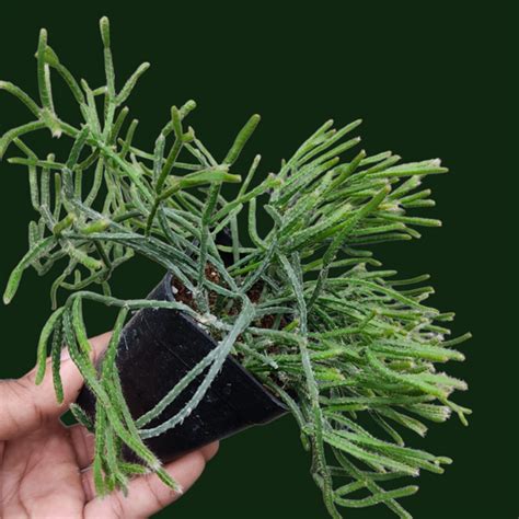 Rhipsalis Jungle Cactus Soiled