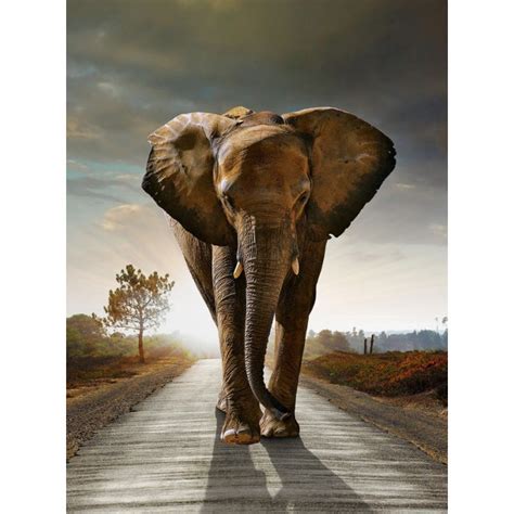 Elephant Wall Art | Accessories | Gloria Furniture