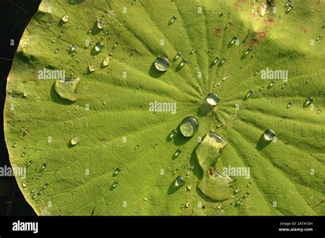 Water drops on the surface of a lotus leaf Stock Photo - Alamy