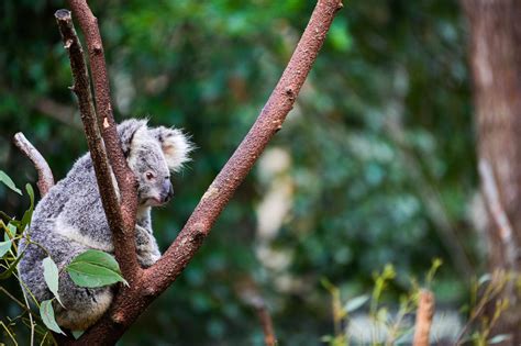 Gray Koala Bear Hugging Tree Branch · Free Stock Photo