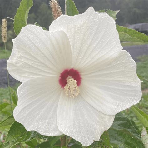 Hardy Hibiscus Organic Seeds – Hudson Valley Seed Company