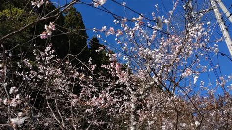 Looking down from the park where winter cherry blossoms bloom onto the lake